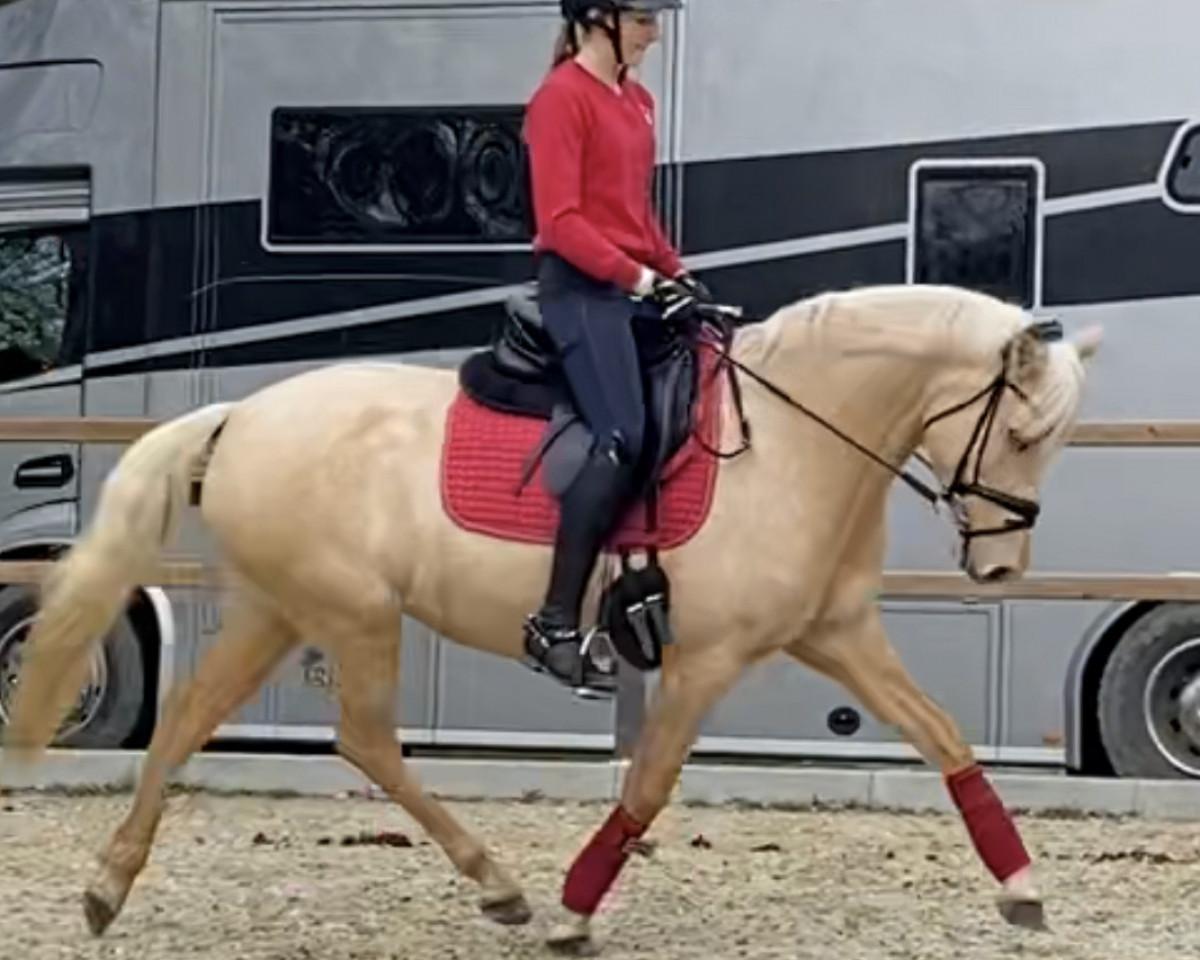 broodmare Dancing Emilia (German Riding Pony, 2018, from Dimension AT NRW)