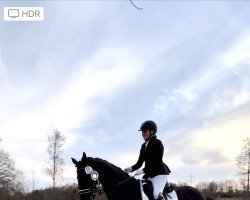 dressage horse Fifth Avenue Ik (Hannoveraner, 2016, from Nymphenburg's First Ampere)