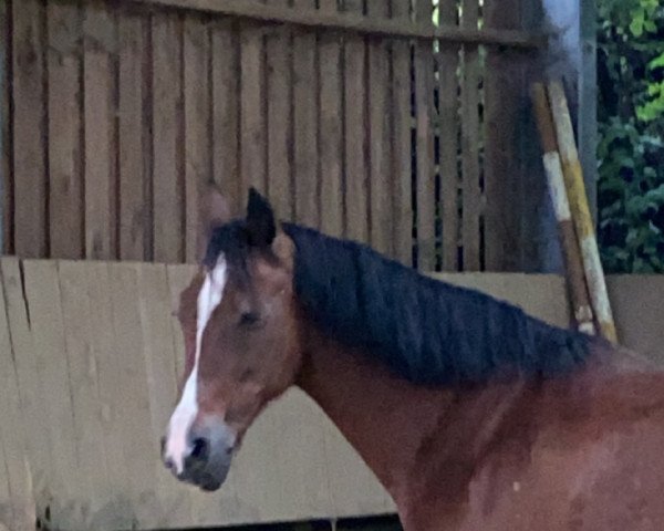 dressage horse Pebbles 59 (Holländisches riding ponies, 1998)