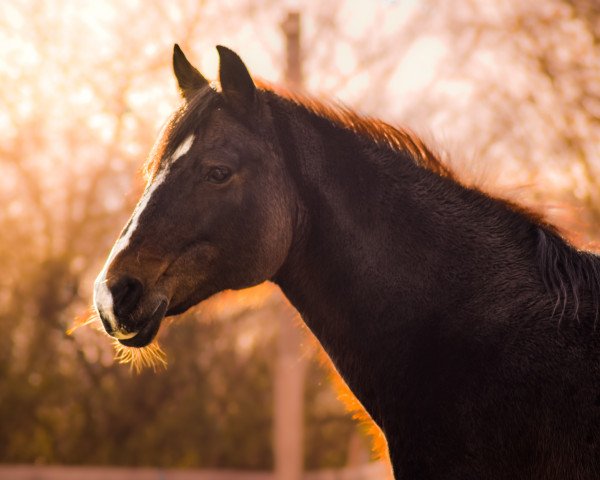 Zuchtstute Minou (Deutsches Reitpony, 2003, von Mondego)