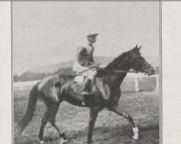 stallion Coram xx (Thoroughbred, 1922, from Ramrod xx)