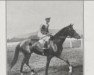 stallion Coram xx (Thoroughbred, 1922, from Ramrod xx)