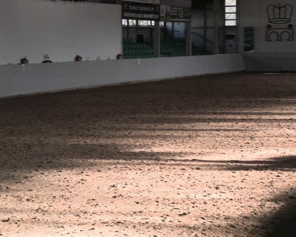 Reitturnier Zweibrücken-Landgestüt / Halle 2023