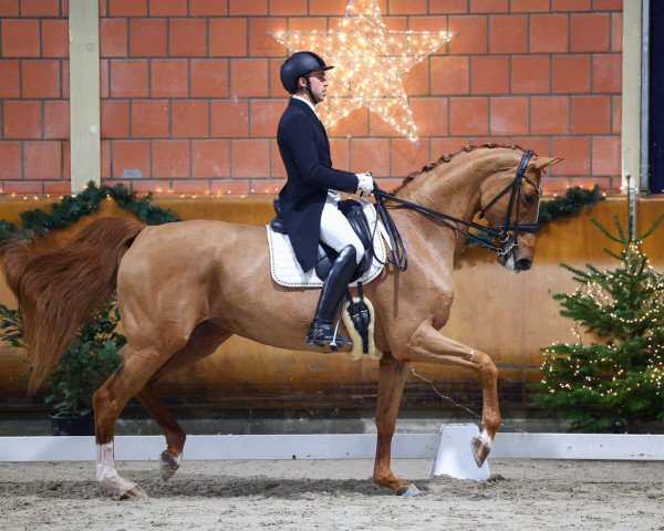 dressage horse Lille D'Or (Westphalian, 2011, from Lord Carnaby)