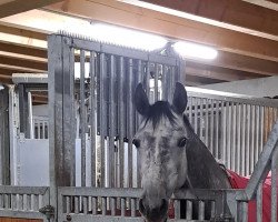 jumper Quina's Suprise (Belgian Warmblood, 2016, from Echo van het Neerenbosch)