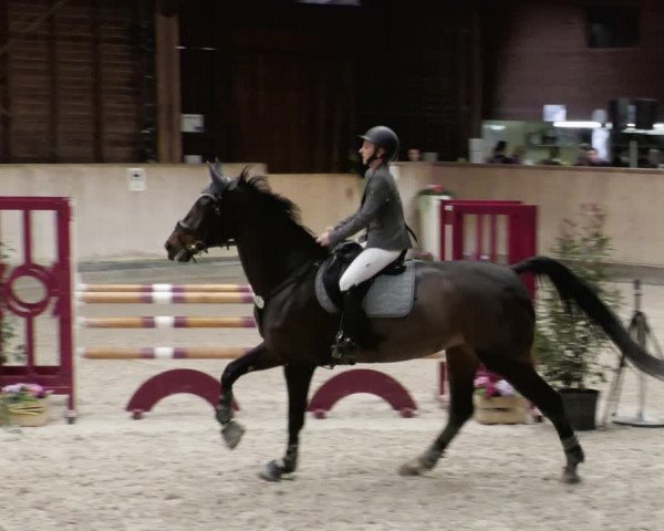 Reitturnier Mannheim-Neckarau 2023