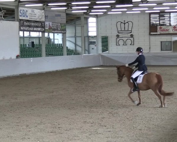Reitturnier Zweibrücken-Landgestüt / Halle 2023