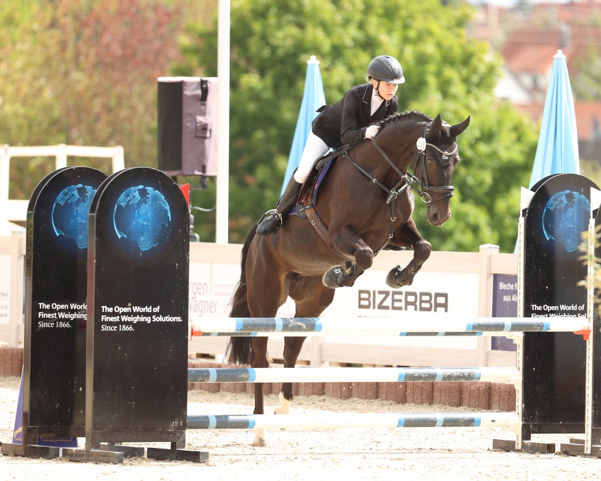 dressage horse Dark Chocolate 33 (Württemberger, 2013, from Damsey FRH)