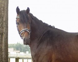 dressage horse Frederico Fellini 3 (Oldenburg, 2016, from Fürst Romancier)