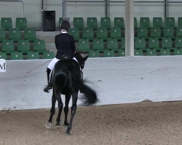 Reitturnier Zweibrücken-Landgestüt / Halle 2023