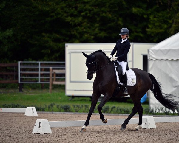 dressage horse Grey's Highlight (Oldenburg, 2016, from Grey Flanell)