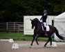 dressage horse Grey's Highlight (Danish Warmblood, 2016, from Grey Flanell)