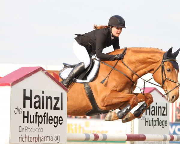 horse Chianti P (Bavarian, 1997, from Cosinus B)
