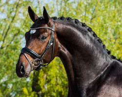 dressage horse Fendi (Hanoverian, 2019, from Foundation 2)