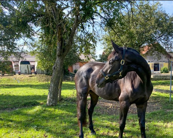 jumper Coupina Gold (Austrian Warmblood, 2018, from Coupe Gold)