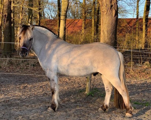 horse Tjark 11 (Fjord Horse, 2016, from Turbo Romeo N.2573)