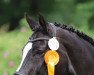 dressage horse Licaro 3 (Westphalian, 2007, from Licotus)