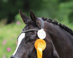 dressage horse Licaro 3 (Westphalian, 2007, from Licotus)