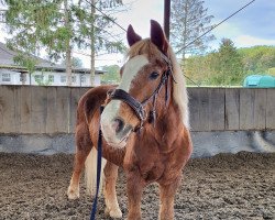 broodmare Waldburga (Black Forest Horse, 1993, from Wido)