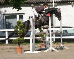 jumper Terranova (Trakehner, 2002, from Sapros)