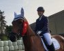 jumper Andora 57 (German Sport Horse, 2016, from Cador 5)