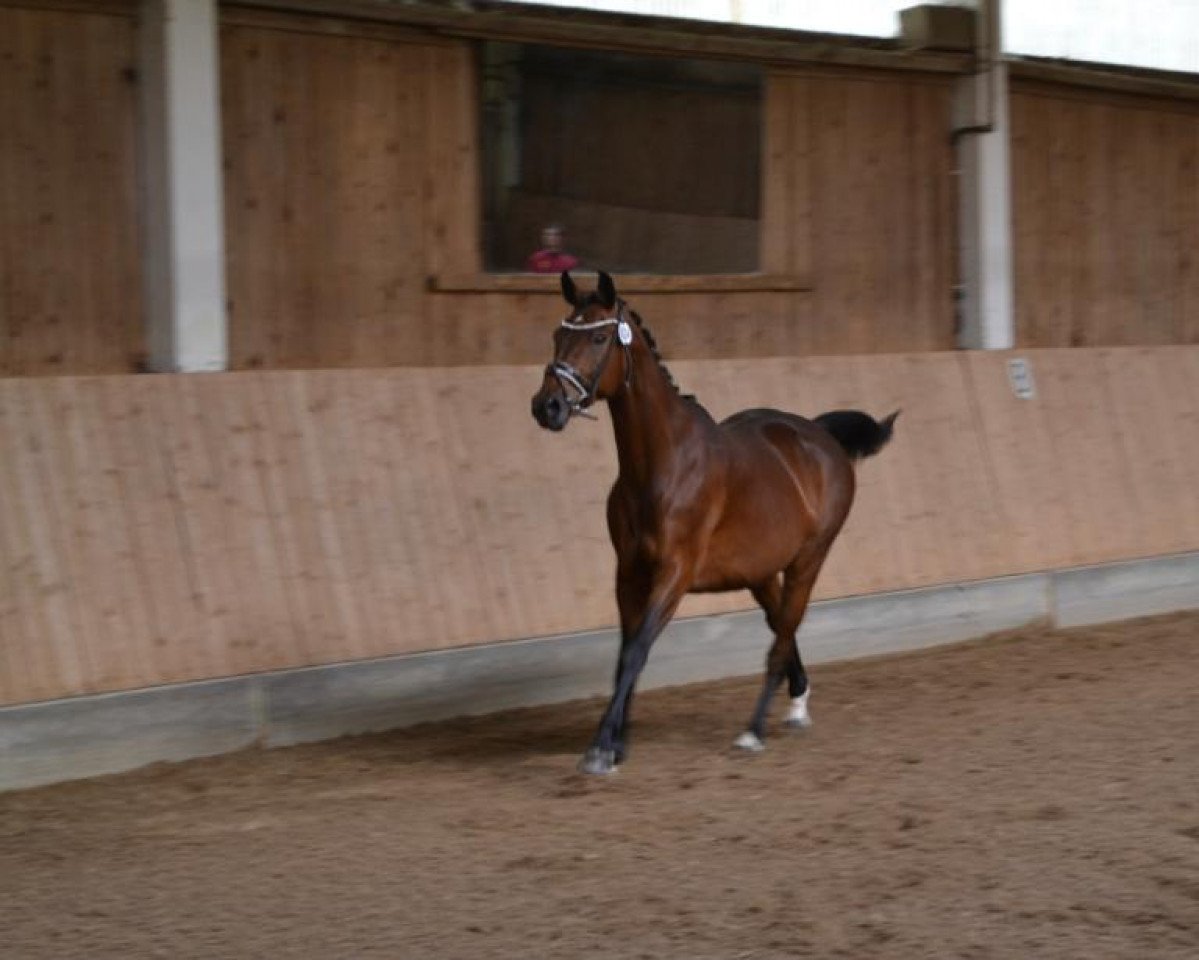 Zuchtstute Paulina (Deutsches Sportpferd, 2007, von Lehnbach)