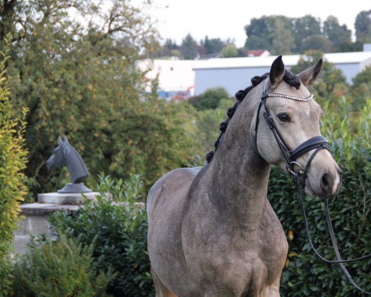 Deckhengst Deep Purple 16 (Deutsches Reitpony, 2019, von Depeche Mode 14)