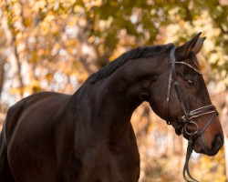 dressage horse Fürst Fernando 7 (Hanoverian, 2013, from Fürst Romancier)