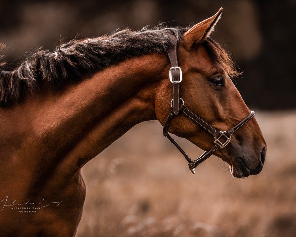 Dressurpferd Best of Gribalda (Oldenburger, 2019, von Belissimo NRW)