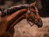 dressage horse Best of Gribalda (Oldenburg, 2019, from Belissimo NRW)