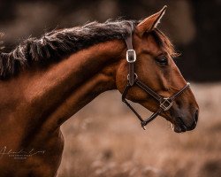 dressage horse Best of Gribalda (Oldenburg, 2019, from Belissimo NRW)