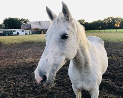 broodmare Cardina 6 (Holsteiner, 2000, from Cardino)