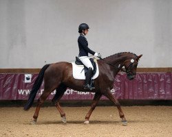 dressage horse Don Amore 2 (Hanoverian, 2010, from Don Primus)