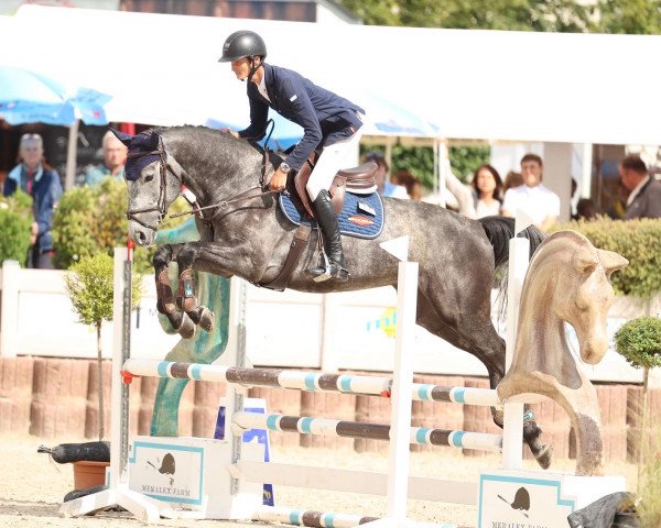 jumper FBW Catchu (German Sport Horse, 2018, from Checkter)