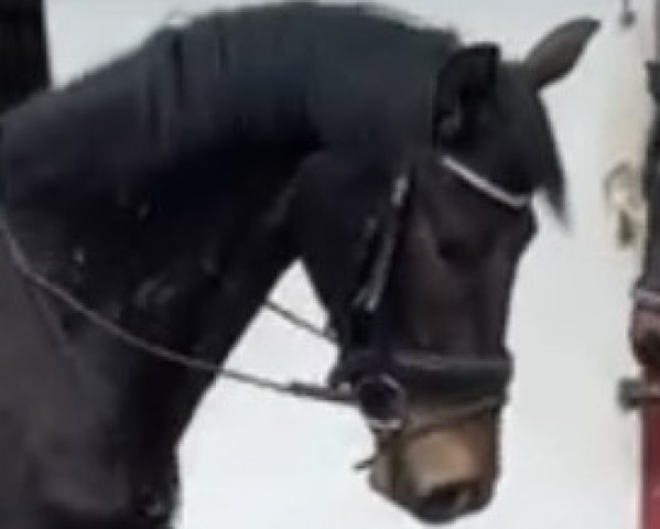 dressage horse Jovian‘s Dreamboy (Oldenburg, 2020, from Jovian)