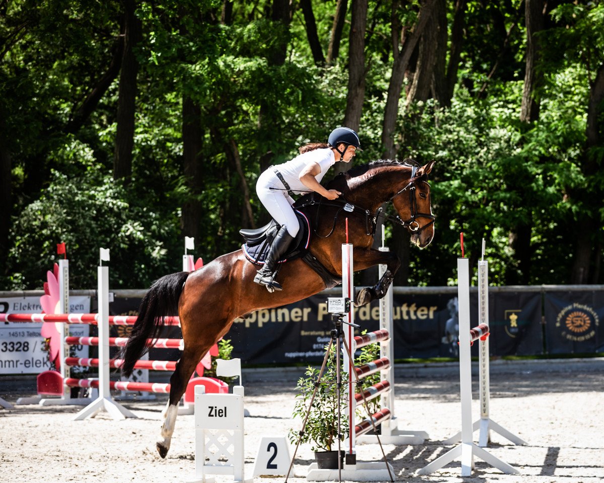 jumper Ciri's Connor (Holsteiner, 2016, from Connor 48)