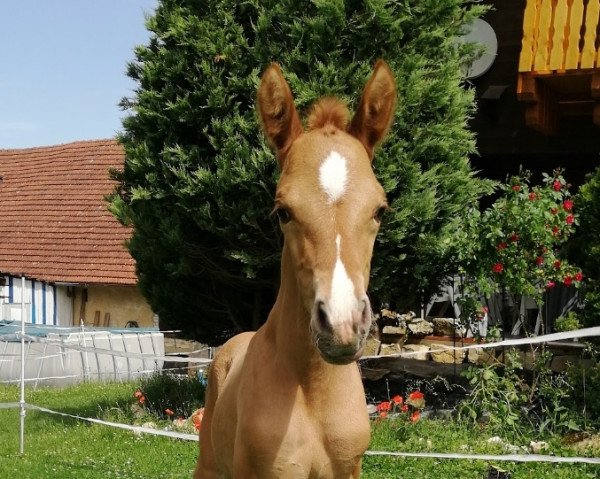 dressage horse Lindenring's Dufte Gloria (German Riding Pony, 2021, from Petit Golden Glory)