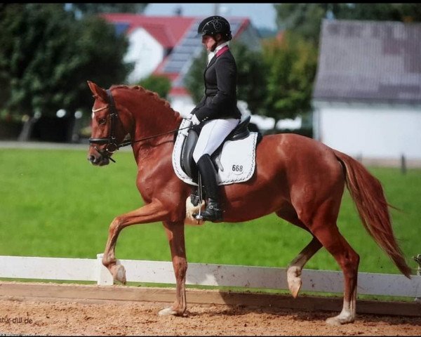 broodmare Dufte Biene 14 (German Riding Pony, 2008, from FS Don't Worry)