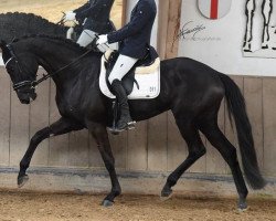 dressage horse Destana Noire (German Sport Horse, 2017, from Destano)