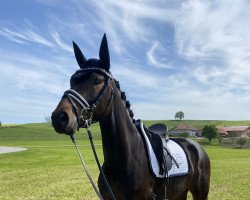 dressage horse Fair Play 6 (Oldenburg, 2017, from Birkhof's Fair Game OLD)