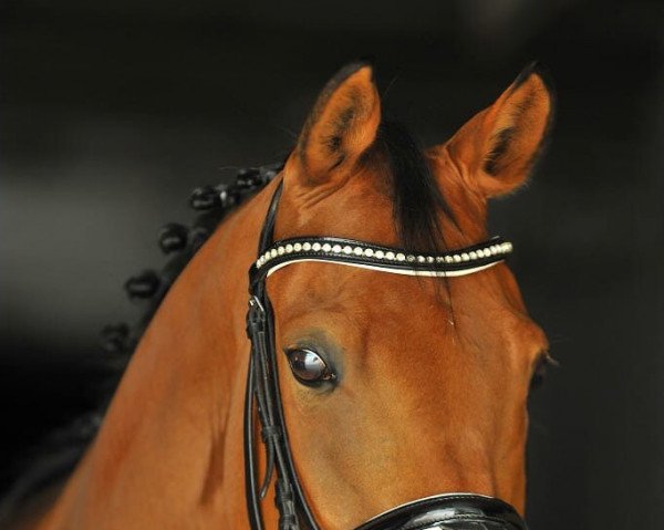 dressage horse Camilla Royal (Westphalian, 2010, from FS Champion de Luxe)