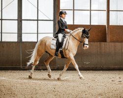 Dressurpferd Mon Ami Golden Knight (Deutsches Reitpony, 2014, von Gründleinshof's Golden Starlight)