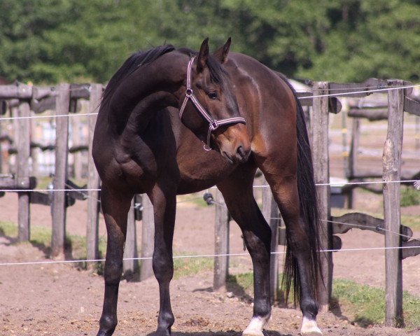 dressage horse Poker (Trakehner, 2019, from Undercover)