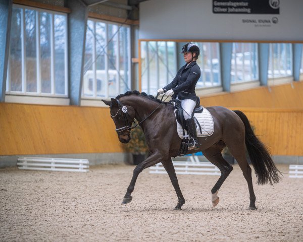 dressage horse Dear Darling 11 (Hanoverian, 2015, from Diamond Hit)