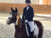 dressage horse Beenie Baby (German Riding Pony, 2009, from Benevito HS)