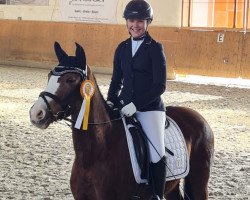 dressage horse Beenie Baby (German Riding Pony, 2009, from Benevito HS)