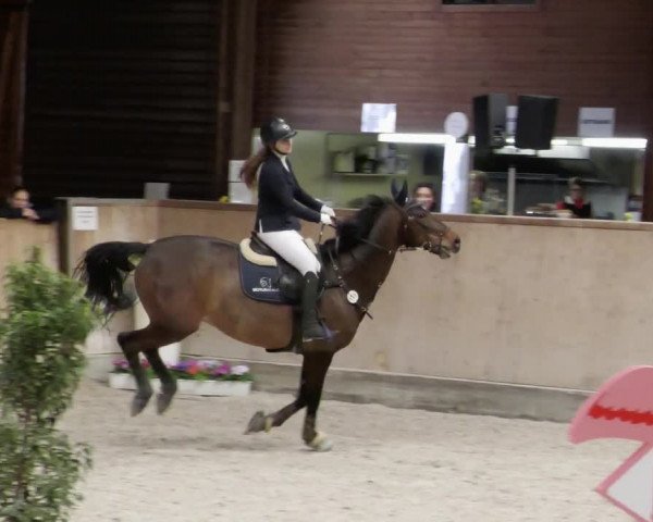 Reitturnier Mannheim-Neckarau 2023