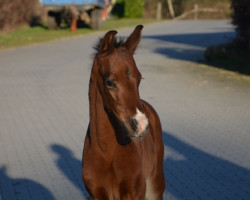 dressage horse Delicioso SBE (Westphalian, 2023, from Destello OLD)