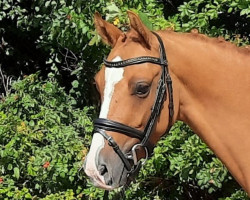 dressage horse Davy Fox (German Riding Pony, 2018, from Dancing Fox 2)