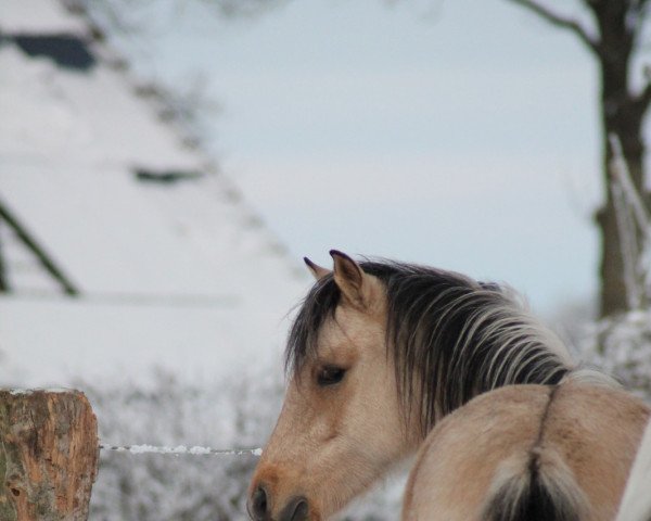 dressage horse Dai Ti Strawberry (German Riding Pony, 2021, from Dai Ti Sento)